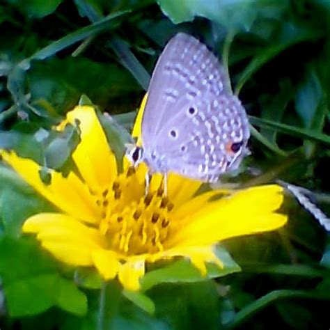 33 species of butterflies belongs to 23 genera and 4 families are reported from agriculture fields of in 2002, 43 species of butterflies were reported from paddy field in plakkad district of kerala 21. Butterflies and Moths of Kerala | Project Noah