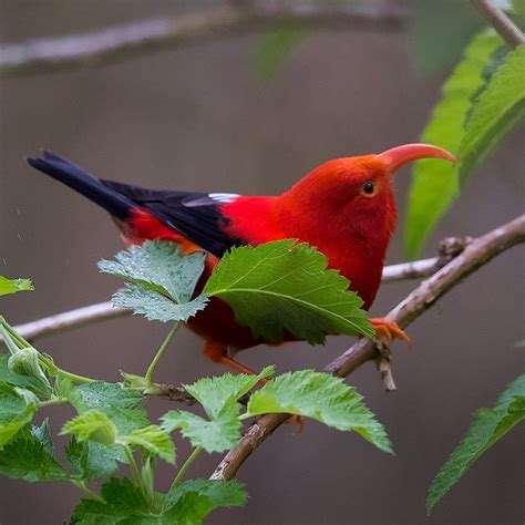 Iiwi Our Endangered Native Hawaiian Bird Right Now Is The Best Time