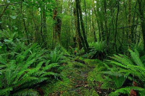 Mengenal Jenis Jenis Hutan Hijau Hutanku Sehat Duniaku