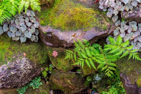 Stone Steps And Green Moss Decoration In Japanese Garden Stock Photo