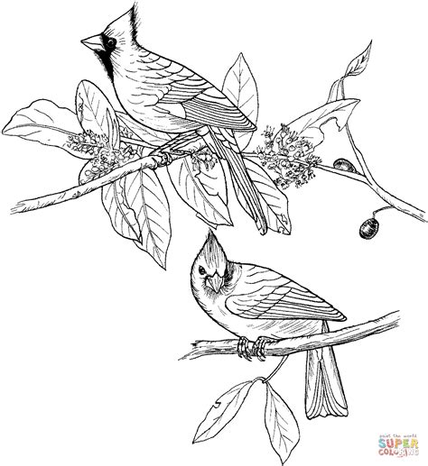 Cardinals Coloring Pages Learny Kids