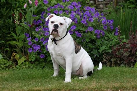 Ten Things You Need To Know About The Old Tyme Bulldog Before You Buy