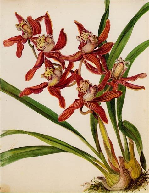 Botanical Orchid Print Vintage Flower Print Cottage Decor Cymbidium