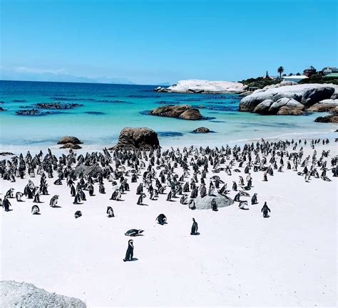 Tips To Discover Wild Penguins At Penguin Beach South Africa