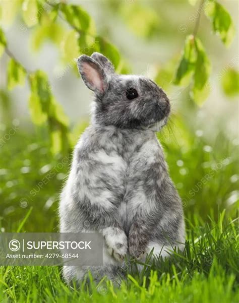 Gray And White Pygmy Rabbit Sitting On Its Haunches In Grass Superstock