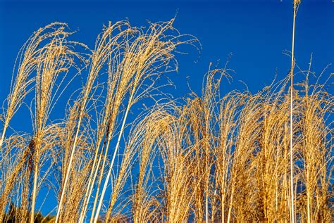 Golden Grasses And Blue Sky Free Stock Photo Public Domain Pictures
