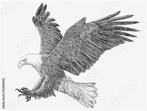Bald Eagle Landing Attack Hand Draw Monochrome On White Background