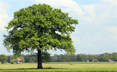 Träd Natur Äng Gratis Foto På Pixabay Pixabay