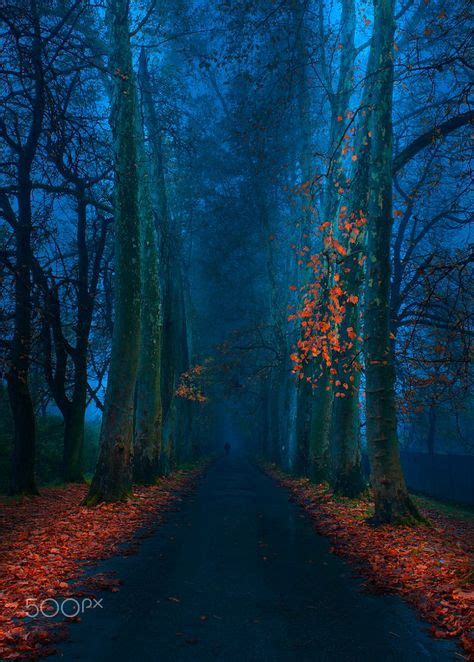 Blue Pathway By Mevludin Sejmenovic On 500px Forest Trees