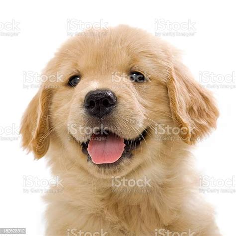 Happy Golden Retriever Puppy Smiling At Camera Stock Photo Download