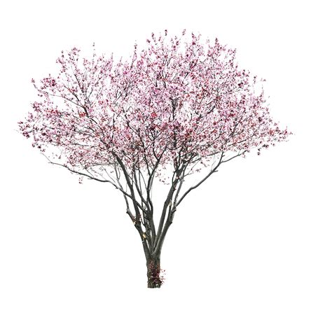 Anime Sakura Tree Png