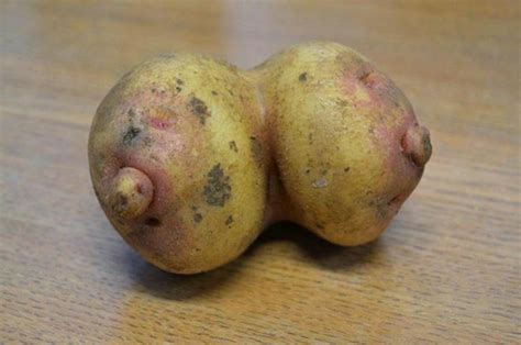Breast Of The Bunch Hilariously Shaped Potato Found In Farm Shop