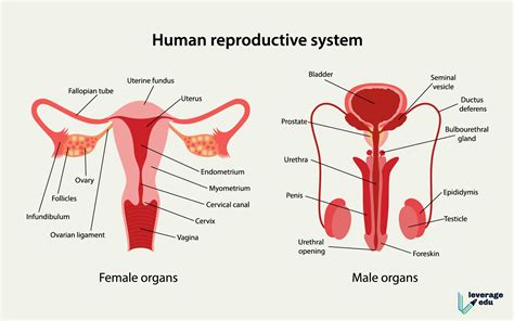 Human Reproductive System Leverage Edu