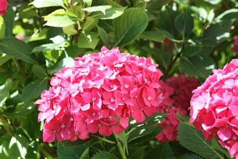 If your hydrangea's leaves have brown spots or rings on them, it's doubtless contaminated with the shrub ringspot virus. Fix It to Nix Hydrangea Problems | Espoma