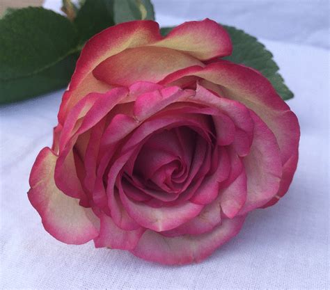 Contamos con mas de 20 años de experiencia en el mercado de las flores en bogota, gracias a la confianza de cientos de personas que nos han elegido para expresar sus sentimientos a través de las flores. Imagenes Gifs: Resultados de búsqueda para rosa | Love ...