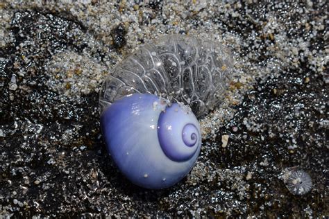 Common Violet Sea Snail Norfolk Island — Norfolk Island Time