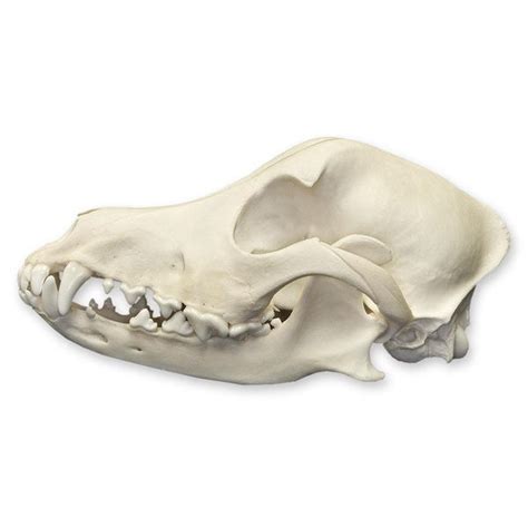 Real Domestic Dog Skull For Sale Skulls Unlimited International Inc
