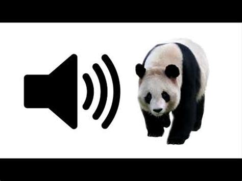 Panda - Sound Effect | ProSounds - YouTube