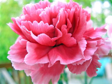 Meanings Of Carnation Flowers Of Different Colors Just Fascinating