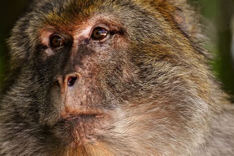 Hd Wallpaper Ape Barbary Ape Endangered Species Monkey Mountain