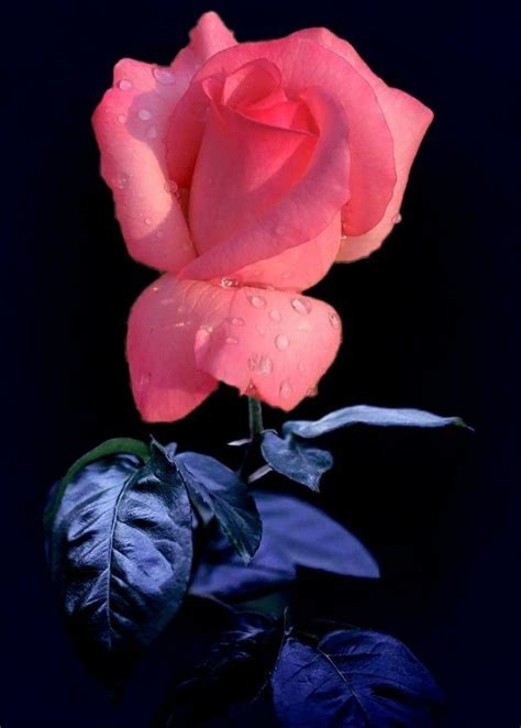 Beautiful Medium Pink Rose Bud Rose Buds Beautiful Roses