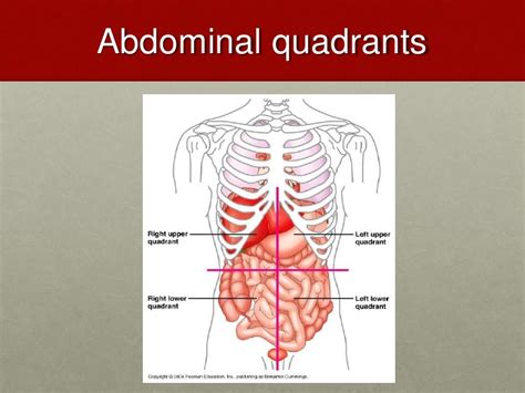Human Anatomy Right Lower Quadrant Ovulation Symptoms