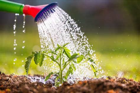Why Do Plants Need Water? A Simple Guide to This Wet Wonder