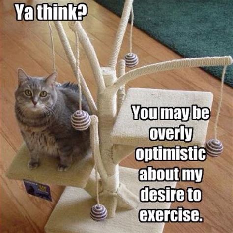 Exercise Cats Funny Animal Pictures Crazy Cats