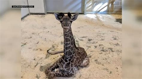 Sacramento Zoo Auctioning Off Chance To Name New Baby Masie Giraffe