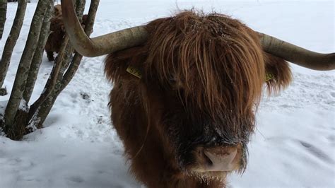 Scottish Highland Cattle In Finland Cows In The Forest Youtube