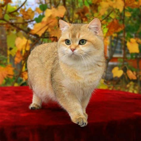 British Shorthair Golden Shaded Breeder Funny Cats