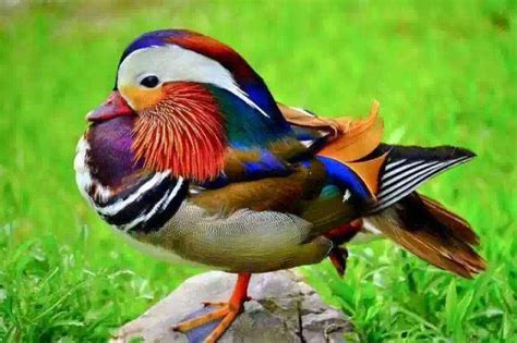 Amazing Top 10 Top 10 Most Beautiful Birds In The World