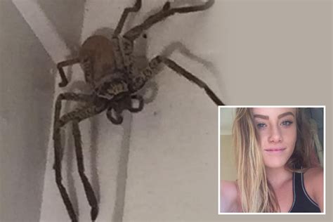 Terrified Woman Finds Massive Huntsman Spider The Size Of A Saucepan