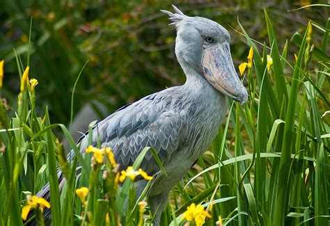 Yep, here is an african bird that hunts snakes, monitor lizards and crocodiles. Shoebill | The Life of Animals