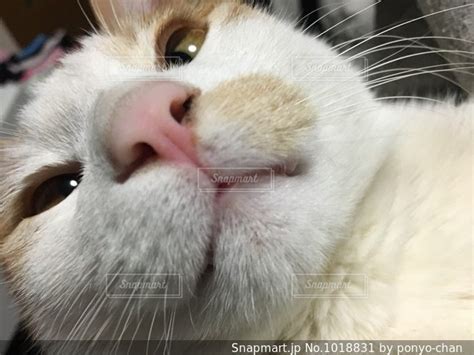 真顔でアップ猫顔の写真画像素材 Snapmartスナップマート