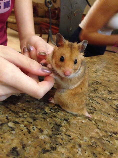 Dash 💕 Hamster Pics Hamster Care Baby Hamster Cute Kawaii Animals
