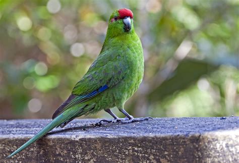 Red Crowned Parakeet Birdforum Opus Birdforum