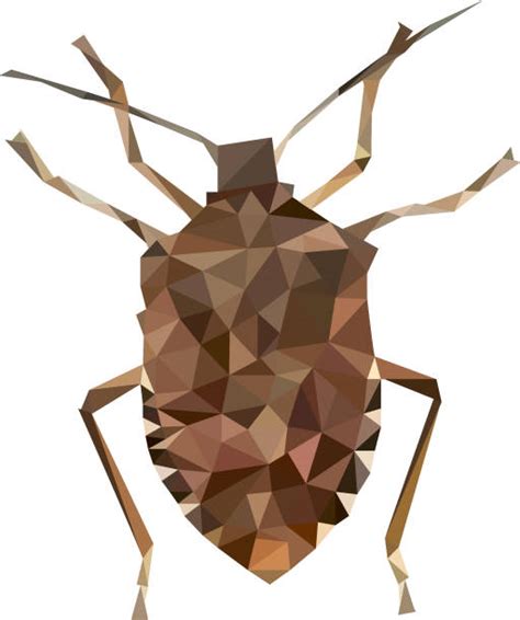 Stink Bug Isolated Illustrations Royalty Free Vector Graphics And Clip