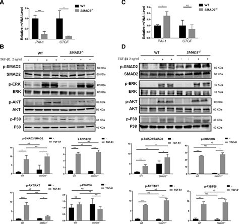 In Vitro Lineage Specific Differentiation Of Vascular Smooth Muscle