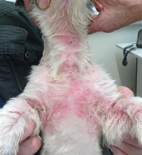 What Does Dermatitis Look Like In Dogs