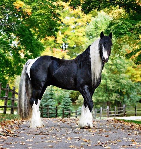 Pin By Pam Smith On Animals Equine Beauty Horses Beautiful Horses