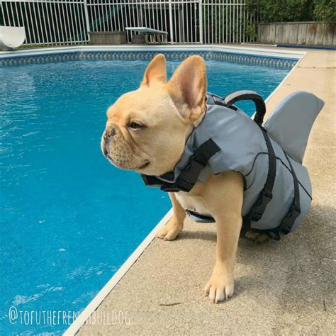 He'd do this repetitive routine all day if we let him. Can My French Bulldog Swim - Pets Ideas