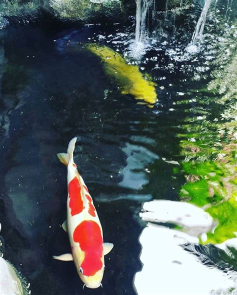 Click to see our best video content. harga bibit ikan koi Blitar | Jual Ikan Koi Kualitas Juara ...