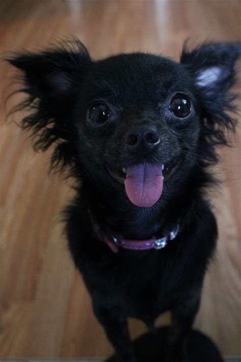 Black Chihuahua Mix Breeds Pets Lovers