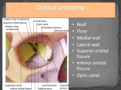 Radiography And Anatomy Of Orbit