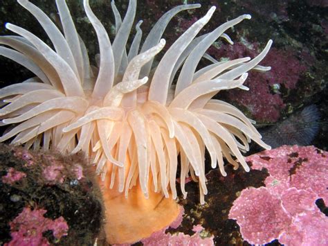 Wild Life Creatures Sea Anemones