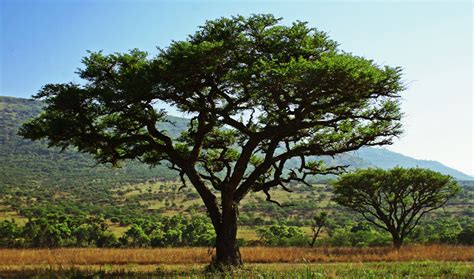 Check spelling or type a new query. Friday Photo #2: The Acacia