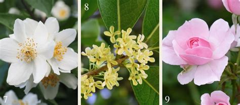 21 Plants For A Fragrant Garden Flower Power