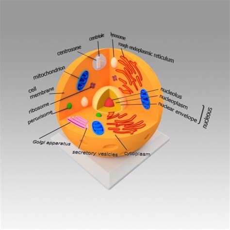 Are you taking ap bio or ib bio? dna Animal Cell 3D model | CGTrader