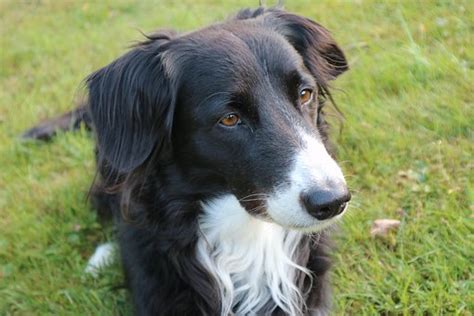 Border Collie Temperament And Personality Canna Pet®